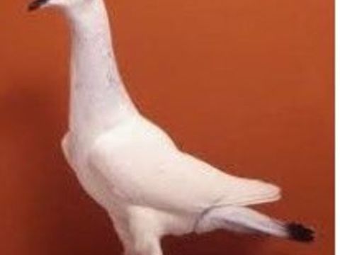 Recherche pigeons culbutant, tourman, rouler jeune. 15 77400 Lagny-sur-marne