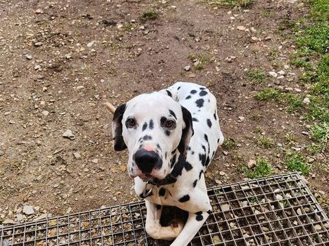 MARCUS -  2 ANS 1/2
M&acirc;le non castr&eacute; 
Vaccin &agrave; faire 0 12190 S�brazac
