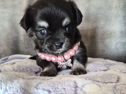 Chiots Chihuahua 0 13013 Marseille