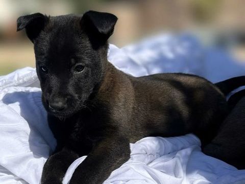 Chiot Berger Belge Malinois LOF charbonn&eacute; &agrave; r&eacute;server 950 28100 Dreux