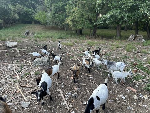 Ch&eacute;vres et chevreaux nains 70 47160 Puch-d'agenais