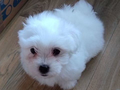 Chiots coton de Tuléar  1200 44530 Svrac