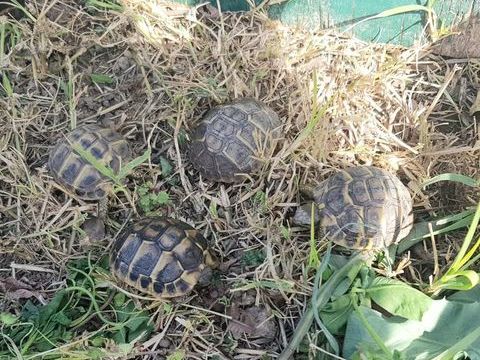 Tortues juv&eacute;niles entre nimes et montpellier 45 30470 Aimargues