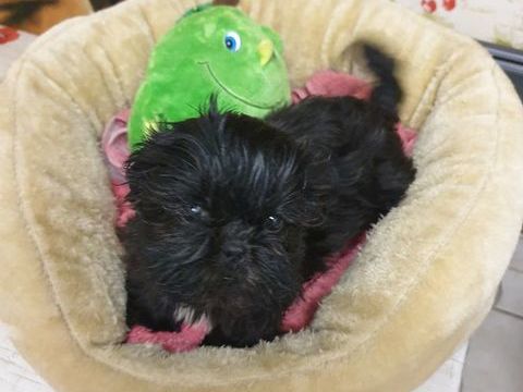 SPLENDIDES SHIH TZU FEMELLES  A R&Eacute;SERVER 780 86400 Civray