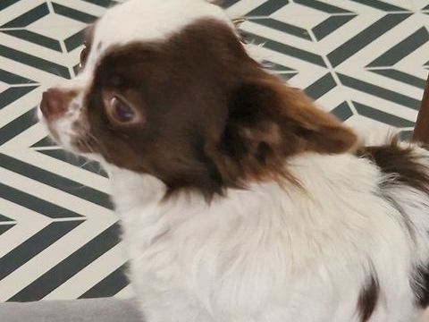 Sublime chihuahua pl 1800 37120 Luz�