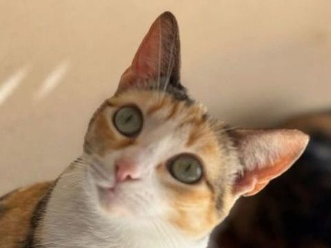 TOKIO & BAMBU 440 95610 �ragny