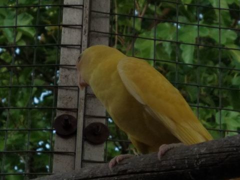 Tête de prune mutation 100 16470 Saint-michel