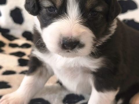 CHIOTS BERGER AUSTRALIEN LOF
1300 29250 Plougoulm