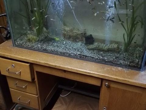 Poissons aquarium 150 06450 Roquebillire