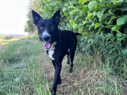 Chien NELIO &agrave; l adoption 250 26600 Veaunes