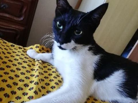 Gentille chatte noire et blanche &agrave; adopter sur Marseille 0 13004 Marseille