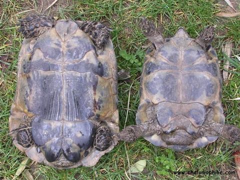 male adulte greaca 0 13013 Marseille