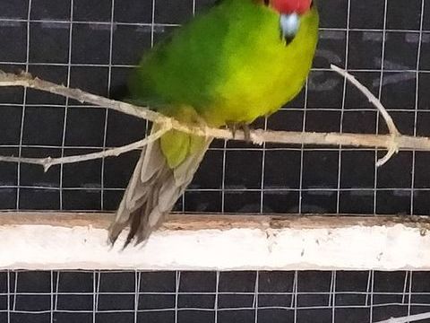 kakarikis mâle ou femelle. 60 83500 La seyne-sur-mer