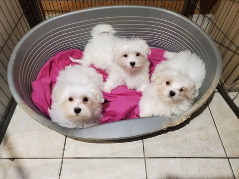 magnifique chiots bichon maltais 950 74490 Saint-jeoire