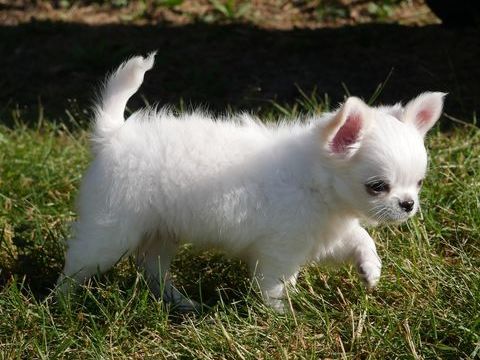 Magnifique chiot chihuahua poil long issu de LOF & FCI 1350 71520 Montmelard