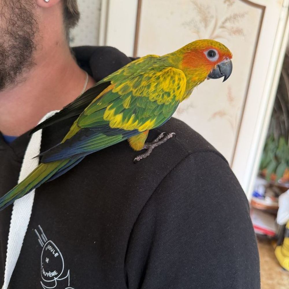   Femelle conure soleil eam 2026 