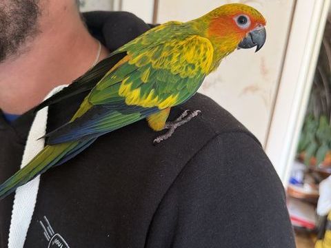 Femelle conure soleil eam 2026 300 15100 Saint-flour