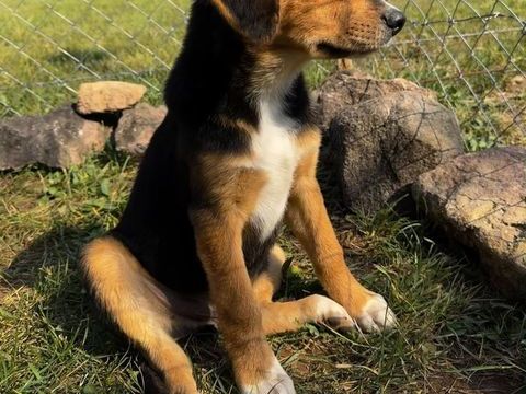 A L'ADOPTION TEDDY SE TROUVE DANS UN REFUGE EN MACEDOINE DU NORD 0 75018 Paris