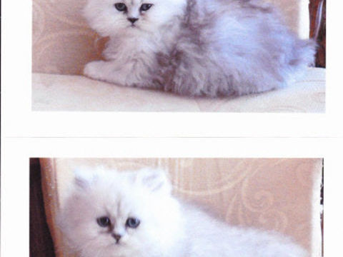 Magnifiques persans chinchilla femelles. 1200 75013 Paris