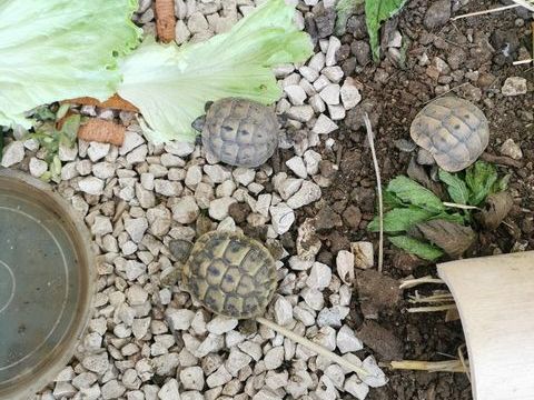 Tortue+juv&eacute;nile 60 83190 Ollioules