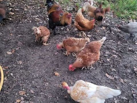 Poules de diff&eacute;rentes esp&egrave;ces &agrave; adopter 5 56220 Peillac
