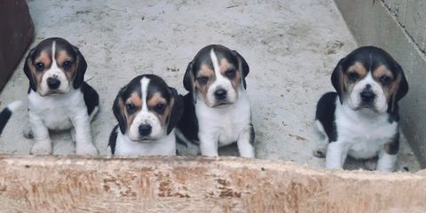 2 CHIOTS Mâles BEAGLE 400 12100 Millau