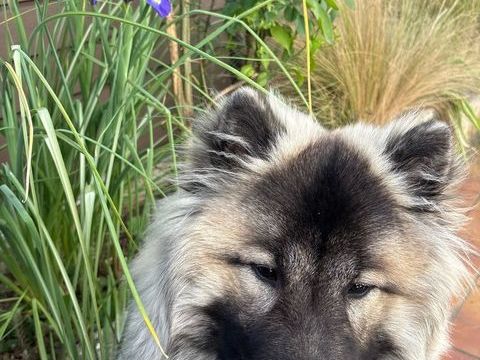 Saillie EURASIER LOF 1 38100 Grenoble