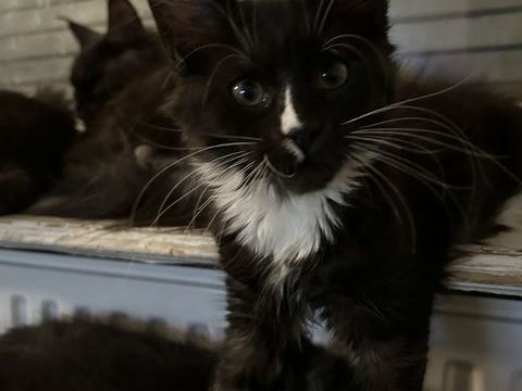 Chatons Maine Coon 900 67200 Strasbourg