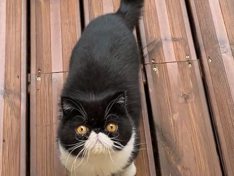 DON Chat Exotic Shorthair LOOF 7 ans doux, stérilisé - 0 34200 Ste