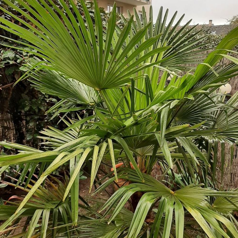PALMIER CHANURE Jardin