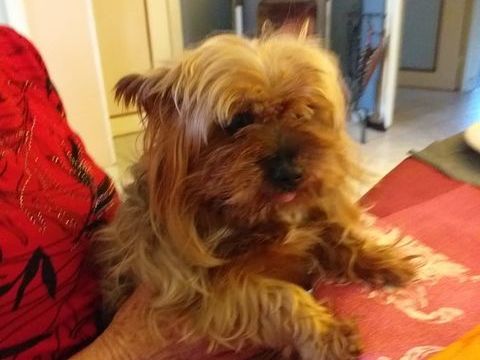 Yorkshire terrier 0 44860 Pont-saint-martin