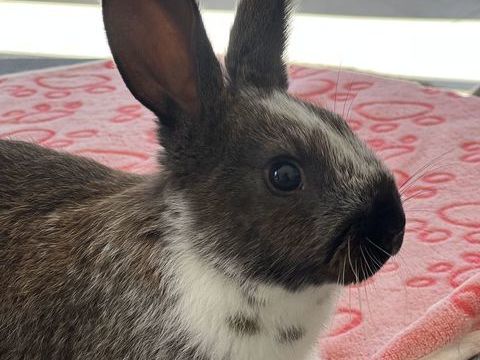 B&eacute;b&eacute; lapin 35 06540 Breil-sur-roya