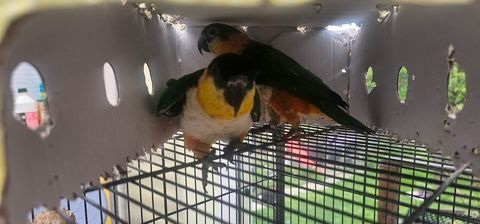 recherche un ou une caique maipouri 0 60550 Verneuil-en-halatte