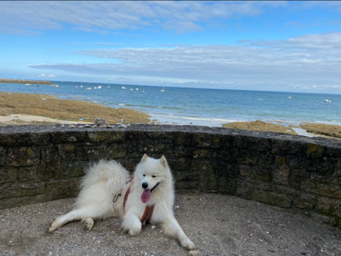 Saillie Samoyède LOF 500 53470 Commer