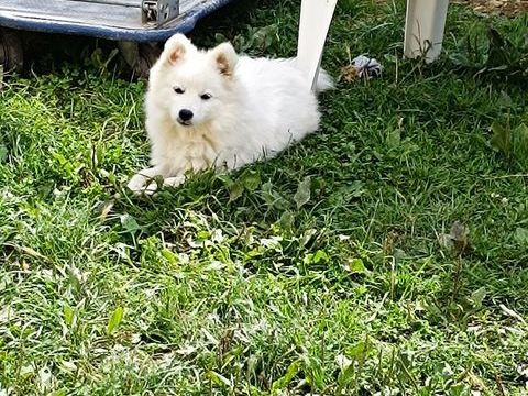 Spitz japonais lof 750 89130 Toucy