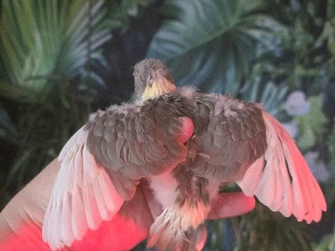 1 m&acirc;le et deux femelles kakarikis a c&eacute;der 90 65000 Tarbes