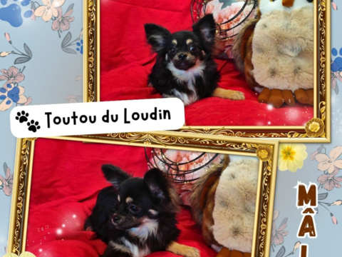 Chiot chihuahua m&acirc;le poils longs 550 18140 Pr�cy