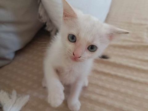 Lily Rose, je suis sans famille 250 35000 Rennes