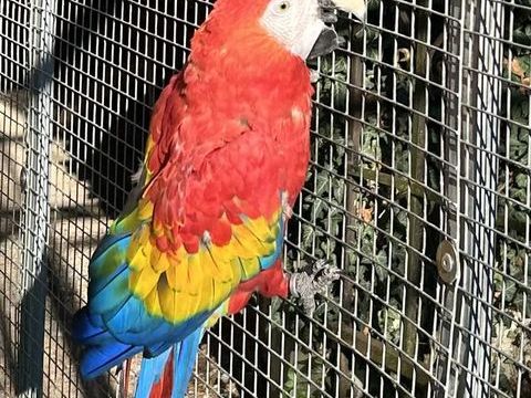 Ara Macao male 2000 86000 Poitiers