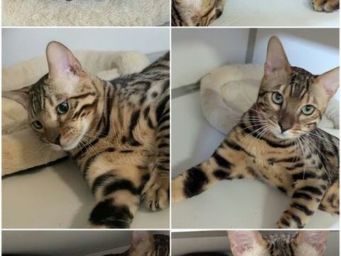 1 m&acirc;le Bengal disponible LOOF et 2 autres port&eacute;e 900 59122 Rexpoëde
