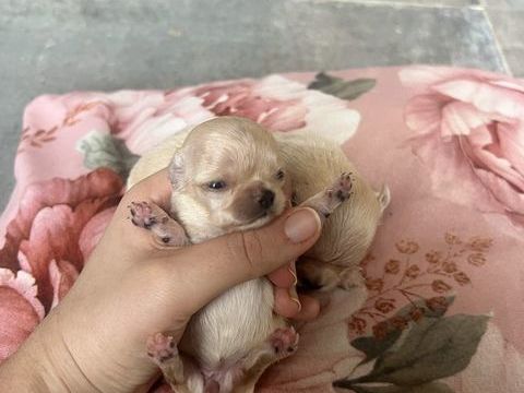 Femelles Chihuahua &agrave; poil long 1000 24300 Teyjat