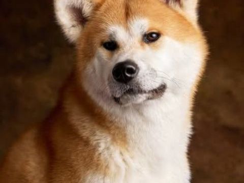 Chien ACHIKA &agrave; l adoption 350 26000 Valence