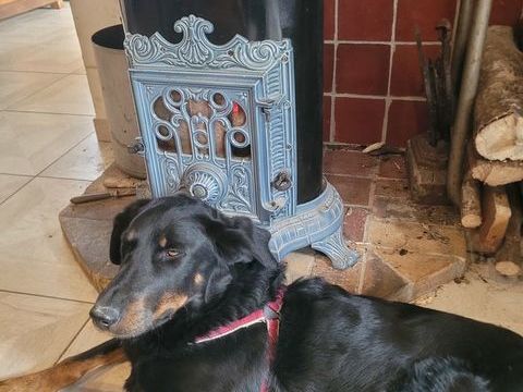 &Agrave; donner femelle  beauceron 3 ans 0 36600 Veuil
