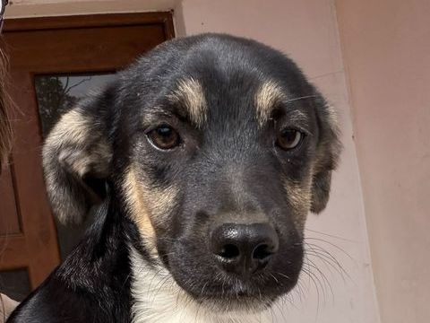 CHICO 280 27620 Gasny