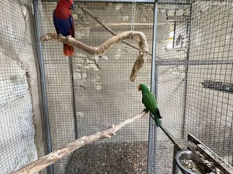 Couple d'&eacute;clectus 1300 41140 M�hers