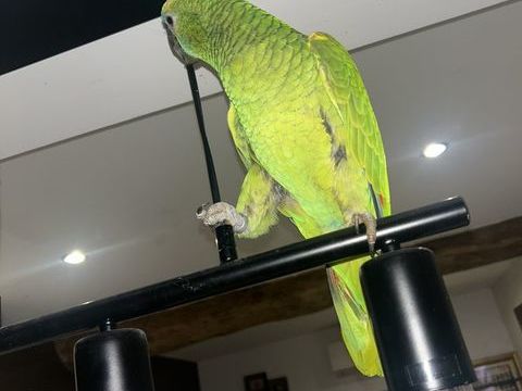 Perroquet Amazon 900 71870 Laiz