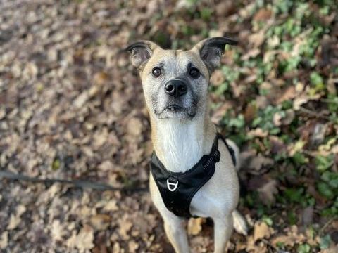 Donne Chien M&acirc;le 6 ans Crois&eacute; Type Malinois 0 74150 Rumilly