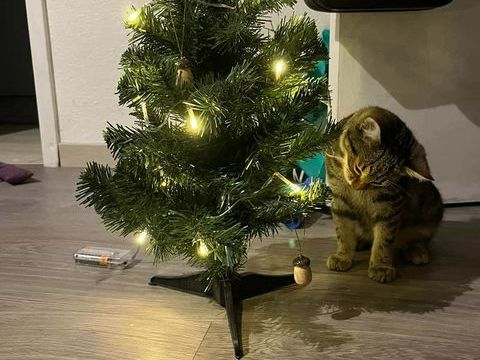 Tigrou à l'adoption 150 77210 Avon