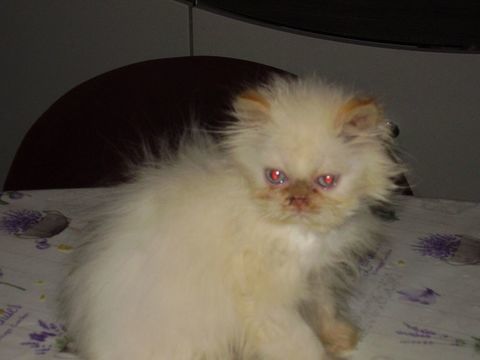 PERSAN 0 59430 Saint-pol-sur-mer