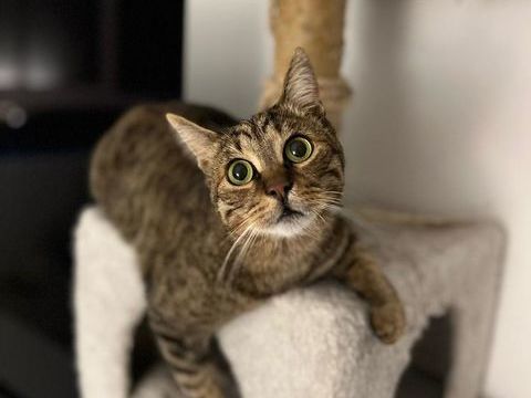 Snape, m&acirc;le type Europ&eacute;en n&eacute; en 2021 200 92220 Bagneux